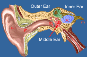How Hearing Works – Medical GIF