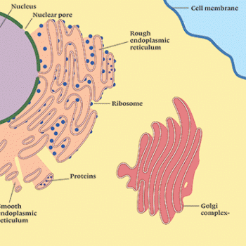 Membrane transport protein – Medical GIF